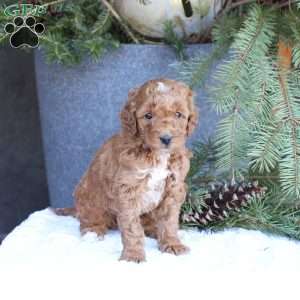 Ace, Mini Goldendoodle Puppy